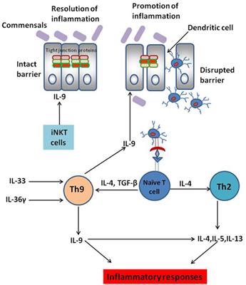 A Decade of Th9 Cells: Role of Th9 Cells in Inflammatory Bowel Disease